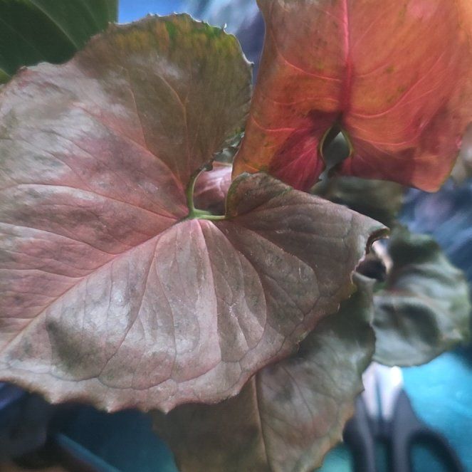 Photo of the plant species Syngonium Strawberry Ice by @LovingMum46 named Achilles on Greg, the plant care app