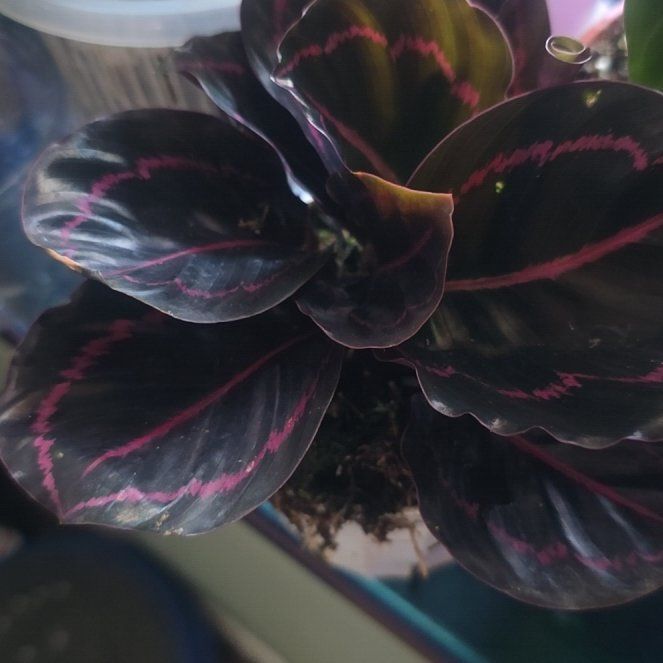 Photo of the plant species Calathea Dottie by @LovingMum46 named Doja Cat on Greg, the plant care app