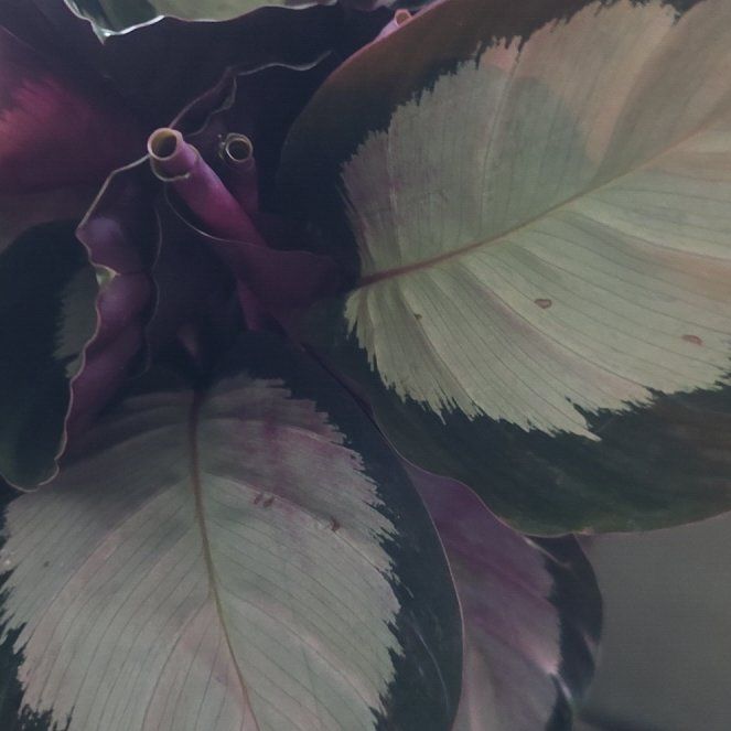 Photo of the plant species Northern lights by @LovingMum46 named Messi on Greg, the plant care app
