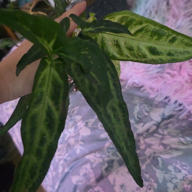 Photo of the plant species Syngonium wendlandii by @LovingMum46 named Drake on Greg, the plant care app