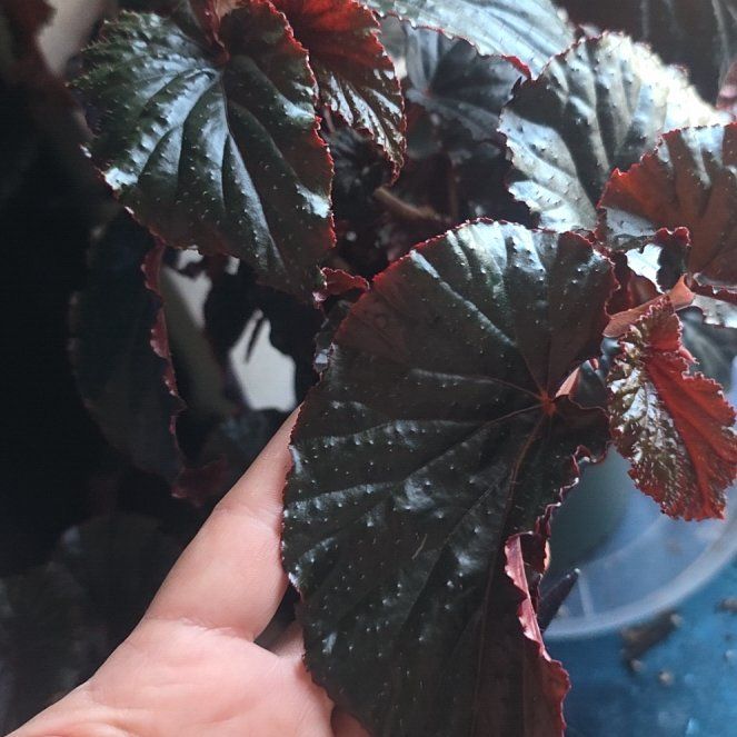 Photo of the plant species Black Magic by @LovingMum46 named Nithin on Greg, the plant care app