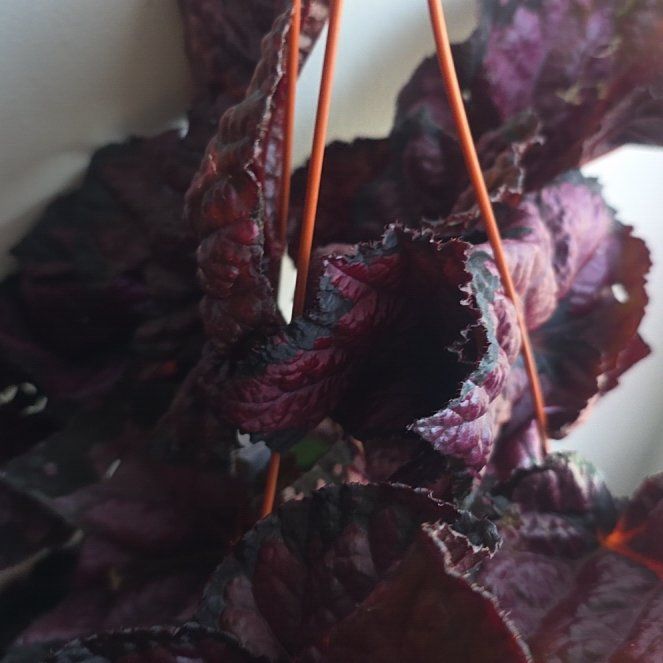 Photo of the plant species Rex Begonia 'Chicago Fire' by @LovingMum46 named Osmo on Greg, the plant care app