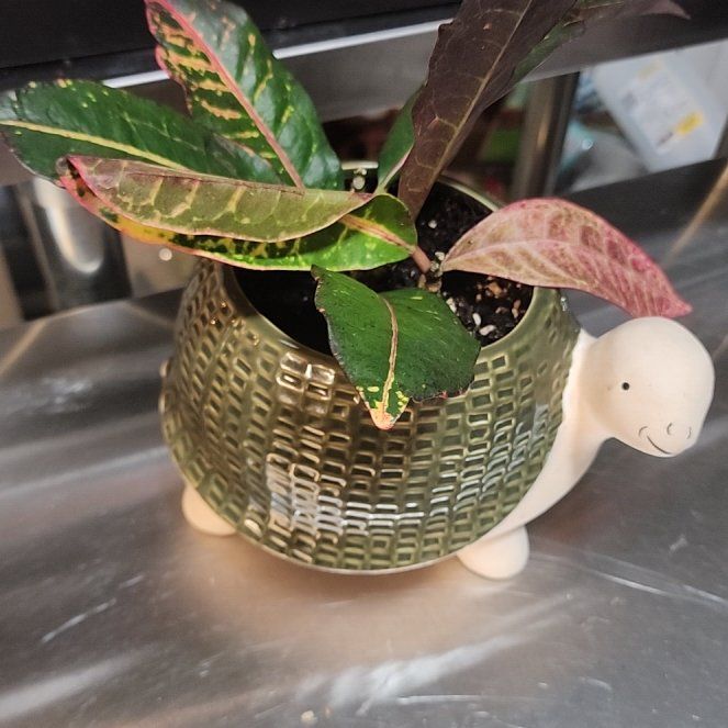 Photo of the plant species Batik Croton by @SlinkyMexico12 named Fernie Mercury on Greg, the plant care app
