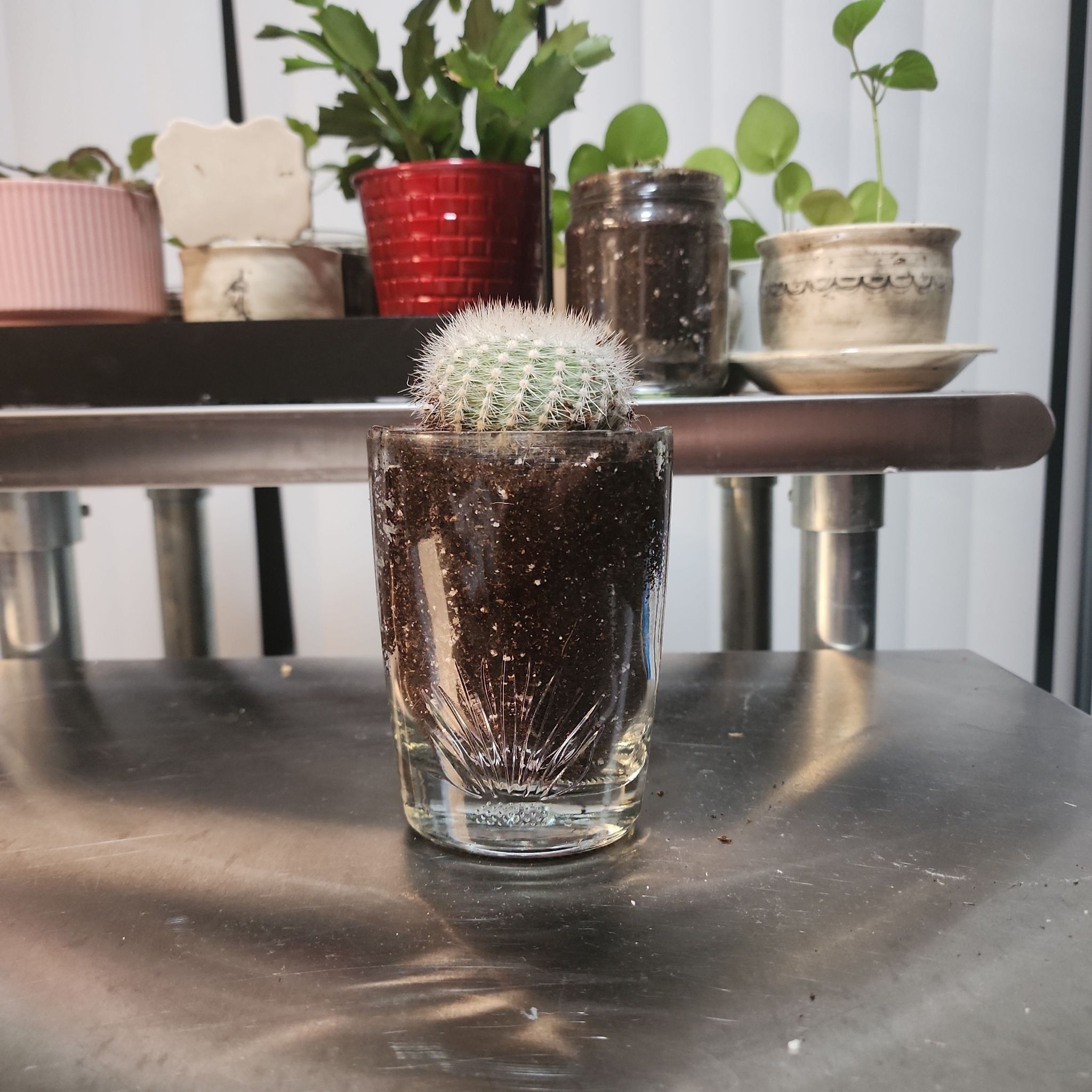 Photo of the plant species Notocactus succineus by @SlinkyMexico12 named Timmy on Greg, the plant care app