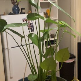 Photo of the plant species tree philodendron by @ModernBaybean18 named Khaleesi on Greg, the plant care app