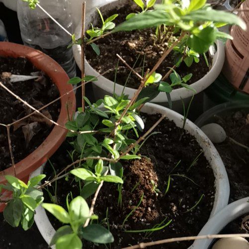 Photo of the plant species Ruby Anniversary Abelia by @XamuSabisztu named Eva on Greg, the plant care app