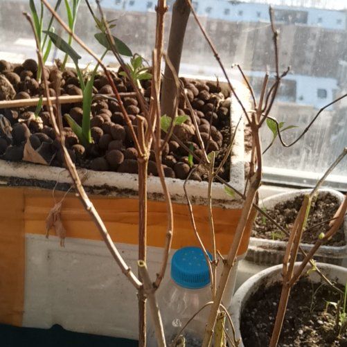 Photo of the plant species Hybrid Deutzia by @XamuSabisztu named Anne on Greg, the plant care app