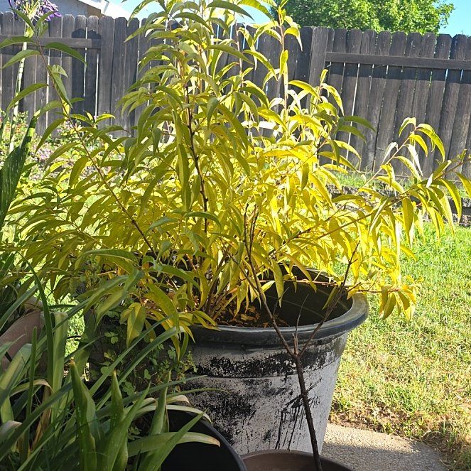 Photo of the plant species Peach Tree by @ZealKonjac66 named Maya on Greg, the plant care app