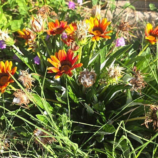 Photo of the plant species Treasureflower by @ZealKonjac66 named Miley on Greg, the plant care app
