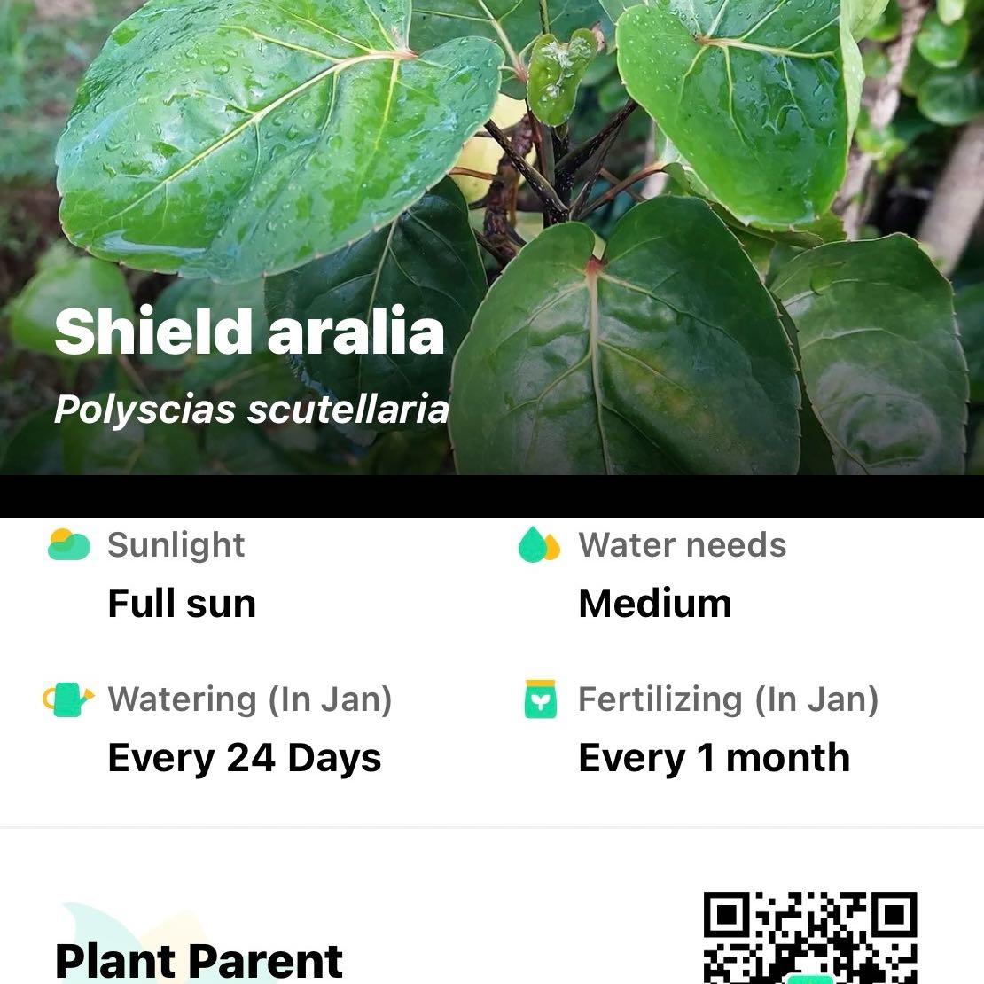 Photo of the plant species Seagrape by @CuteKamahi49 named Anne on Greg, the plant care app