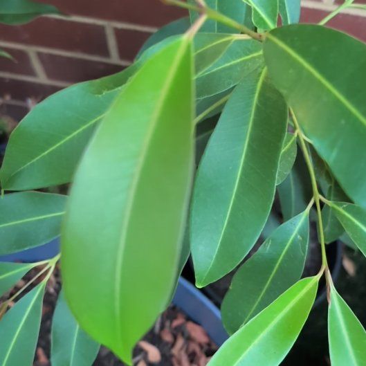 Photo of the plant species Malabar Plum by @BossAntplant89 named Rainier on Greg, the plant care app