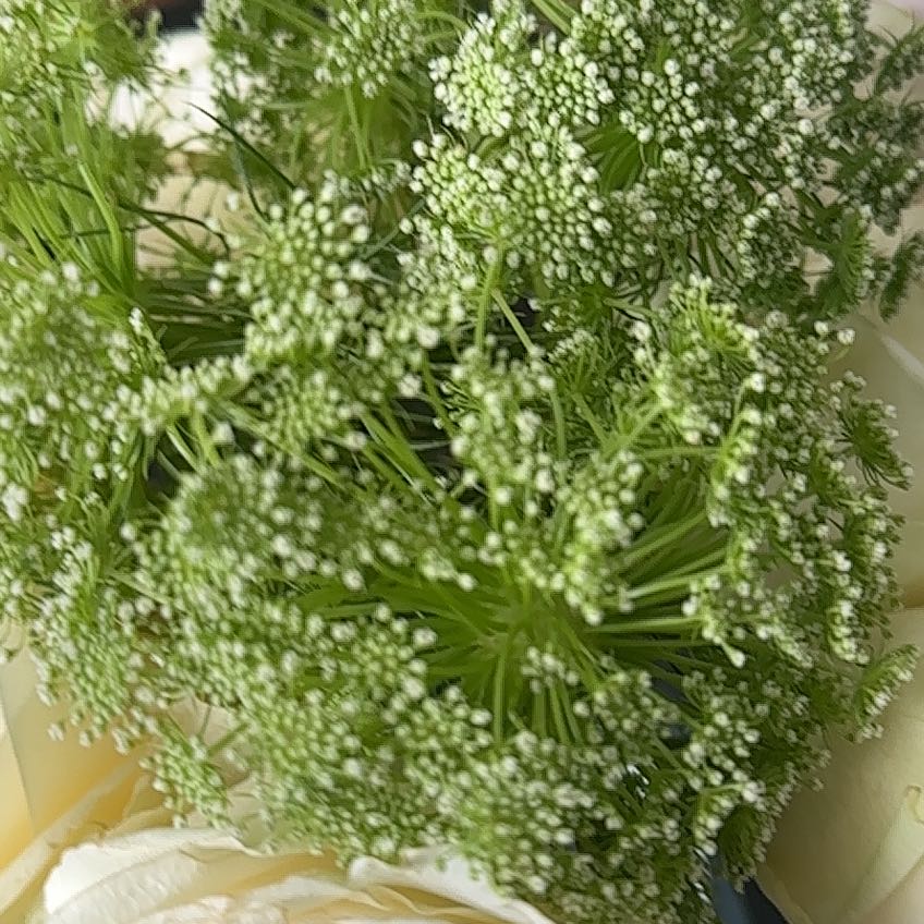Photo of the plant species Garden Angelica by @SturdySedum58 named Flowers on Greg, the plant care app
