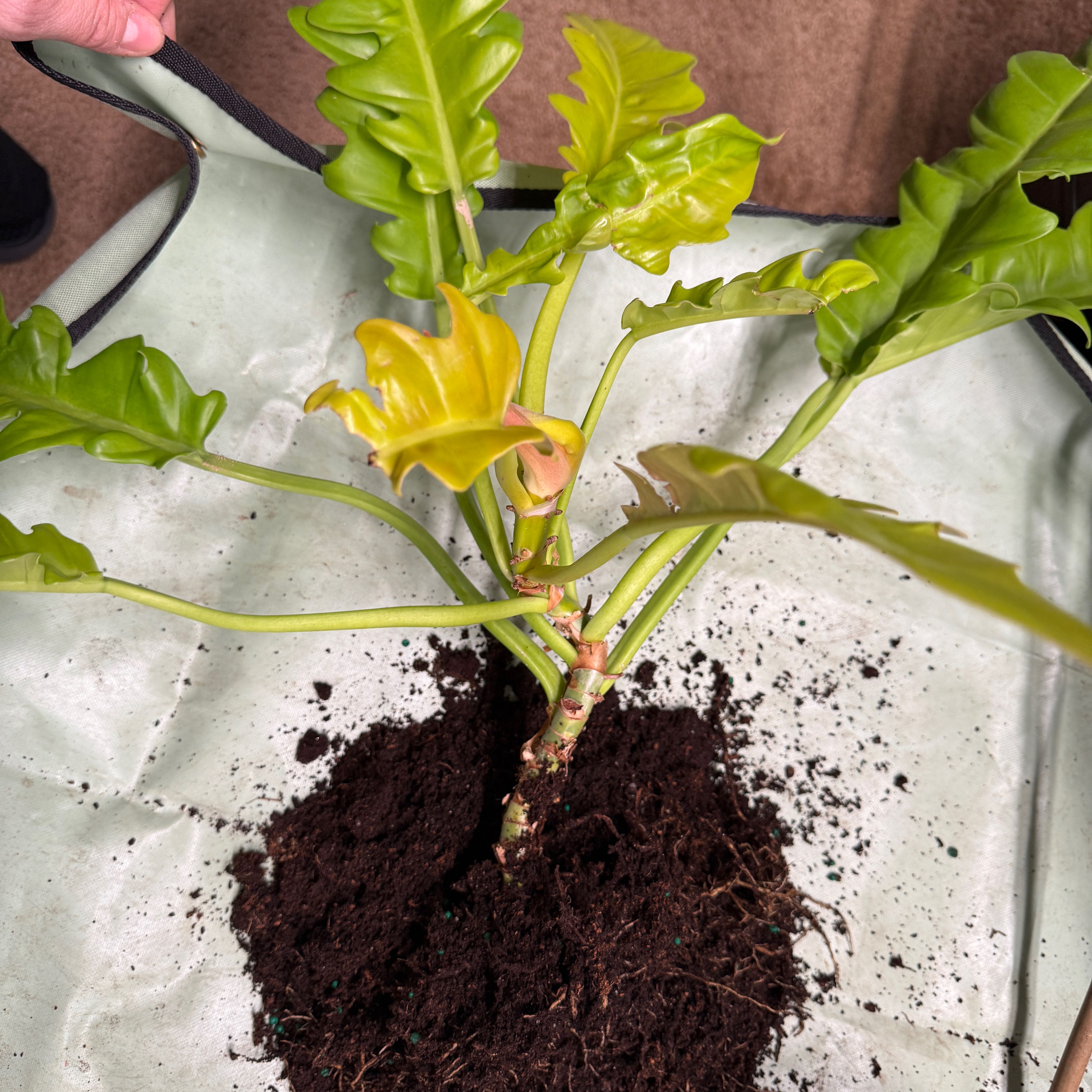 Photo of the plant species Philodendron crocodile by @SmileyEndive73 named Eve on Greg, the plant care app
