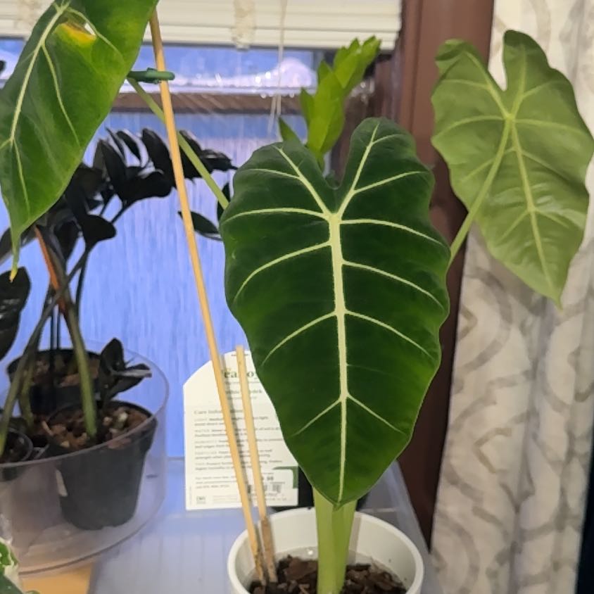 Photo of the plant species Alocasia 'Mythic Frydek' by @SmileyEndive73 named Oscar on Greg, the plant care app