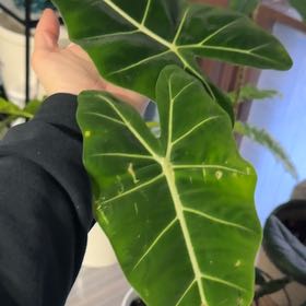 Photo of the plant species Alocasia 'Mythic Frydek' by @SmileyEndive73 named Tolkien on Greg, the plant care app