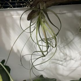 Photo of the plant species Northern Needleleaf by @SmileyEndive73 named Diana on Greg, the plant care app