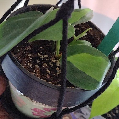 Photo of the plant species Heart Leaf Philodendron by @HelperCacto88 named Sir Plancelot on Greg, the plant care app