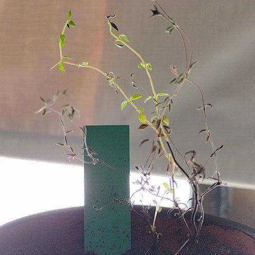 Photo of the plant species Thyme by @HelperCacto88 named Hamilton on Greg, the plant care app