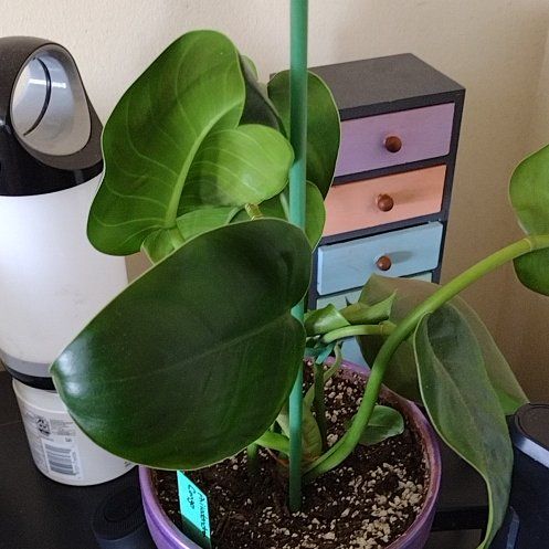 Photo of the plant species Rojo Congo by @HelperCacto88 named Rihanna on Greg, the plant care app