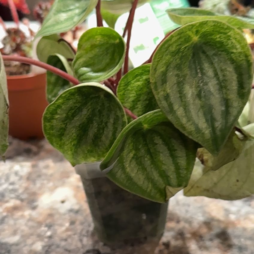 Photo of the plant species Variegated Watermelon Peperomia by @Truebluekris named Nikki on Greg, the plant care app