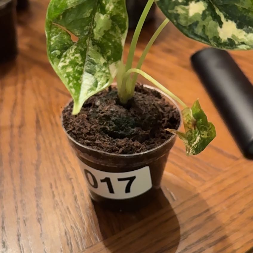 Photo of the plant species Alocasia Dragon Scale Albo by @Truebluekris named Queen on Greg, the plant care app