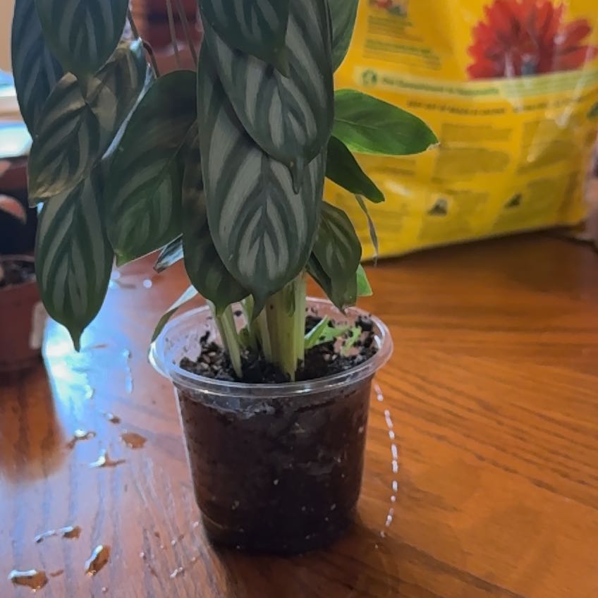 Photo of the plant species Ctenanthe 'Silver Star' by @Truebluekris named Drake on Greg, the plant care app