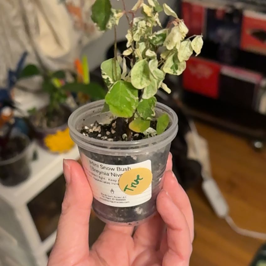 Photo of the plant species Mini Snow Bush by @Truebluekris named Harper on Greg, the plant care app