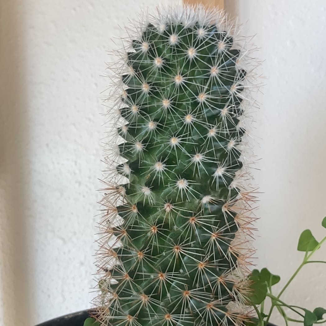 Photo of the plant species Spiny Pincushion Cactus by @Plantcatfinatic named Forrest on Greg, the plant care app