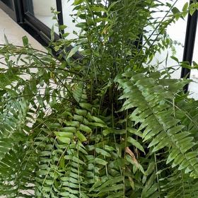 Photo of the plant species Macho Fern by @HegemonicHope84 named Kesha on Greg, the plant care app