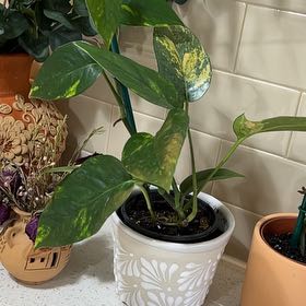 Photo of the plant species Epriprenum Aureum by @UpbeatAnise31 named Mollie on Greg, the plant care app