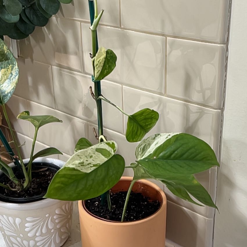 Photo of the plant species Epriprenum Aureum by @UpbeatAnise31 named Homer on Greg, the plant care app