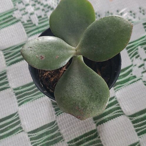 Photo of the plant species Jumbo Jade by @CoolRosebush37 named Beckham on Greg, the plant care app