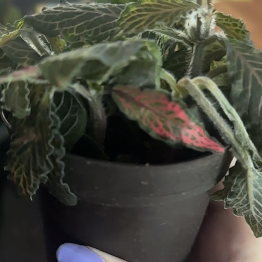 Photo of the plant species 'Ruby Red' Nerve Plant by @RealEarthstar30 named Harry on Greg, the plant care app