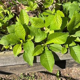 Photo of the plant species Bird Cherry by @WarmChojubai48 named Aristotle on Greg, the plant care app