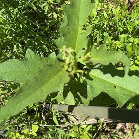 Photo of the plant species Bull Nettle by @WarmChojubai48 named Bieber on Greg, the plant care app
