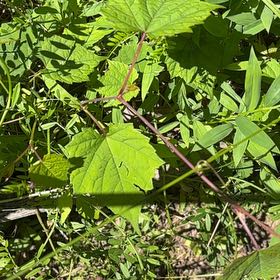 Photo of the plant species Frost Grape by @WarmChojubai48 named Sigmund on Greg, the plant care app