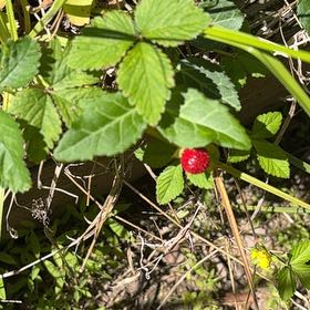 Photo of the plant species Mock Strawberry by @WarmChojubai48 named Gates on Greg, the plant care app