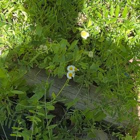 Photo of the plant species Philadelphia Fleabane by @WarmChojubai48 named Plato on Greg, the plant care app