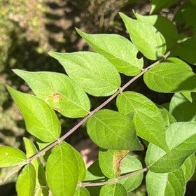Photo of the plant species Amur Honeysuckle by @WarmChojubai48 named Nemo on Greg, the plant care app