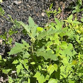 Photo of the plant species Bull Nettle by @WarmChojubai48 named Foxxy on Greg, the plant care app