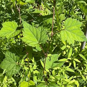 Photo of the plant species Amur Peppervine by @WarmChojubai48 named Sahara on Greg, the plant care app