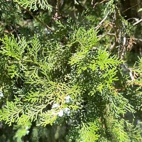 Photo of the plant species Oriental Arborvitae by @WarmChojubai48 named Fernie Mercury on Greg, the plant care app