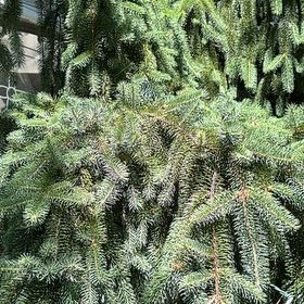 Photo of the plant species Sitka Spruce by @WarmChojubai48 named Clooney on Greg, the plant care app
