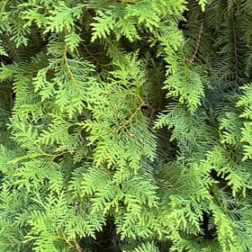 Photo of the plant species American Arborvitae by @WarmChojubai48 named Bigleef Smalls on Greg, the plant care app