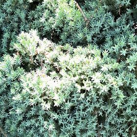 Photo of the plant species Western Hemlock by @WarmChojubai48 named Tree Diddy on Greg, the plant care app