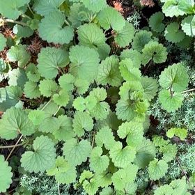 Photo of the plant species Glechoma Hederacea by @WarmChojubai48 named Xena on Greg, the plant care app