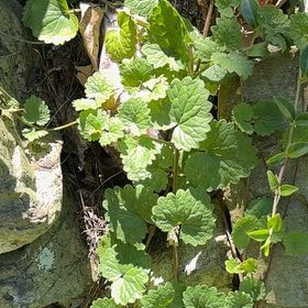 Photo of the plant species Glechoma Hederacea by @WarmChojubai48 named Sol on Greg, the plant care app