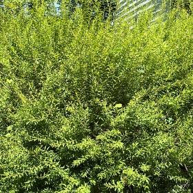Photo of the plant species Morella Cerifera by @WarmChojubai48 named Michelle Branch on Greg, the plant care app