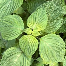 Photo of the plant species Beefsteak Plant by @WarmChojubai48 named Bigleef Smalls on Greg, the plant care app