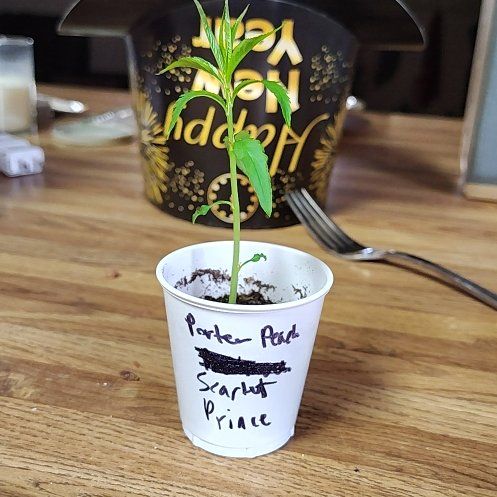 Photo of the plant species Scarlet Prince Peach by @GemNoni47 named my scarlet prince on Greg, the plant care app